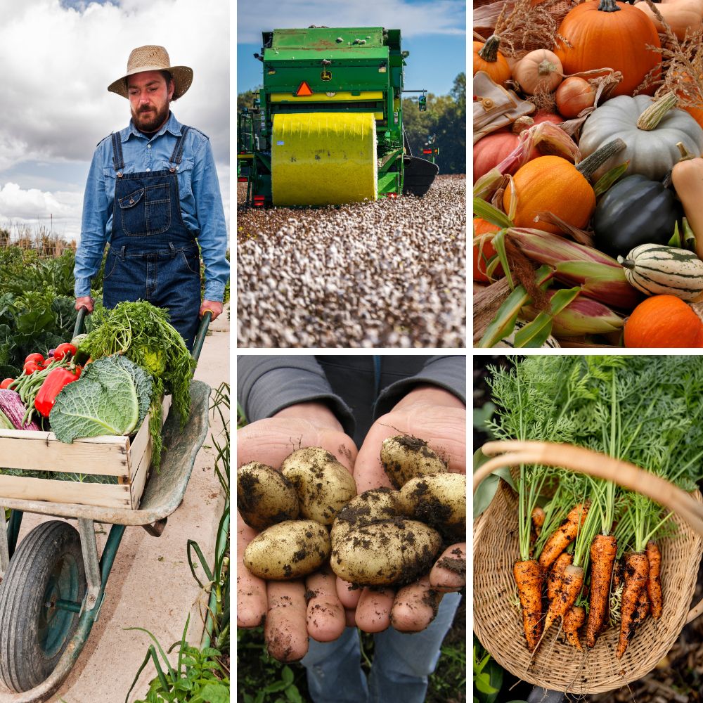 Agricultural landscape
